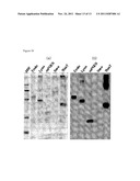 EXPRESSION VECTOR CONTAINING THE MAJOR ENVELOPE PROTEIN P9 OF CYSTOVIRUS     PHI6 AS A FUSION PARTNER, AND PROCESS FOR PRODUCING A MEMBRANE PROTEIN     USING THE SAME diagram and image