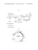 NOVEL N-ACETYLGLUCOSAMINE-2-EPIMERASE AND METHOD FOR PRODUCING     CMP-NEURAMINIC ACID USING THE SAME diagram and image