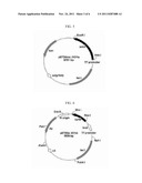 NOVEL N-ACETYLGLUCOSAMINE-2-EPIMERASE AND METHOD FOR PRODUCING     CMP-NEURAMINIC ACID USING THE SAME diagram and image