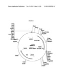 GENETICALLY MODIFIED YEAST SPECIES, AND FERMENTATION PROCESSES USING     GENETICALLY MODIFIED YEAST diagram and image