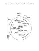 GENETICALLY MODIFIED YEAST SPECIES, AND FERMENTATION PROCESSES USING     GENETICALLY MODIFIED YEAST diagram and image