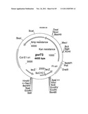 GENETICALLY MODIFIED YEAST SPECIES, AND FERMENTATION PROCESSES USING     GENETICALLY MODIFIED YEAST diagram and image