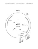 GENETICALLY MODIFIED YEAST SPECIES, AND FERMENTATION PROCESSES USING     GENETICALLY MODIFIED YEAST diagram and image