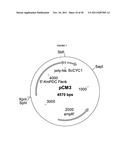 GENETICALLY MODIFIED YEAST SPECIES, AND FERMENTATION PROCESSES USING     GENETICALLY MODIFIED YEAST diagram and image