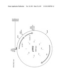 GENETICALLY MODIFIED YEAST SPECIES, AND FERMENTATION PROCESSES USING     GENETICALLY MODIFIED YEAST diagram and image