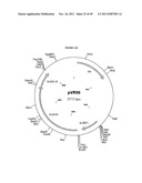 GENETICALLY MODIFIED YEAST SPECIES, AND FERMENTATION PROCESSES USING     GENETICALLY MODIFIED YEAST diagram and image