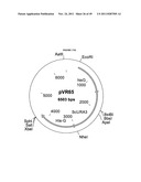 GENETICALLY MODIFIED YEAST SPECIES, AND FERMENTATION PROCESSES USING     GENETICALLY MODIFIED YEAST diagram and image