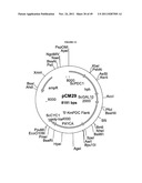 GENETICALLY MODIFIED YEAST SPECIES, AND FERMENTATION PROCESSES USING     GENETICALLY MODIFIED YEAST diagram and image