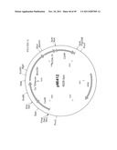 GENETICALLY MODIFIED YEAST SPECIES, AND FERMENTATION PROCESSES USING     GENETICALLY MODIFIED YEAST diagram and image