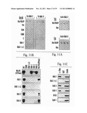 NOVEL BAG PROTEINS AND NUCLEIC ACID MOLECULES ENCODING THEM diagram and image