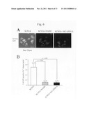 Modulation of sodium channels by nicotinamide adenine dinucleotide diagram and image