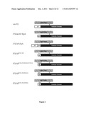 SERINE PROTEASE DERIVATIVES AND USES IN THE PREVENTION OR THE TREATMENT OF     BLOOD COAGULATION DISORDERS diagram and image