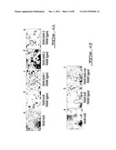 POLYNUCLEOTIDES AND POLYPEPTIDE SEQUENCES INVOLVED IN THE PROCESS OF BONE     REMODELING diagram and image