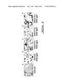 POLYNUCLEOTIDES AND POLYPEPTIDE SEQUENCES INVOLVED IN THE PROCESS OF BONE     REMODELING diagram and image