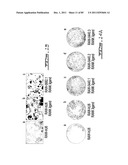 POLYNUCLEOTIDES AND POLYPEPTIDE SEQUENCES INVOLVED IN THE PROCESS OF BONE     REMODELING diagram and image