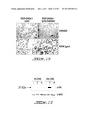 POLYNUCLEOTIDES AND POLYPEPTIDE SEQUENCES INVOLVED IN THE PROCESS OF BONE     REMODELING diagram and image