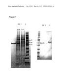 CROSS-SPECIES-SPECIFIC PSMAxCD3 BISPECIFIC SINGLE CHAIN ANTIBODY diagram and image