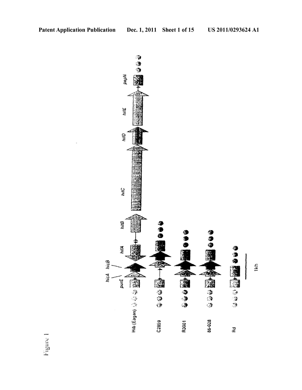 Genes of an Otitis Media Isolate of NonTypeable Haemophilus Influenzae - diagram, schematic, and image 02