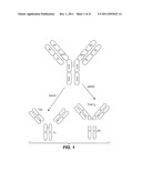 POLYPEPTIDE VARIANTS WITH ALTERED EFFECTOR FUNCTION diagram and image