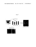 Modulation of Splenocytes in Cell Therapy diagram and image