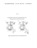 Modulation of Splenocytes in Cell Therapy diagram and image