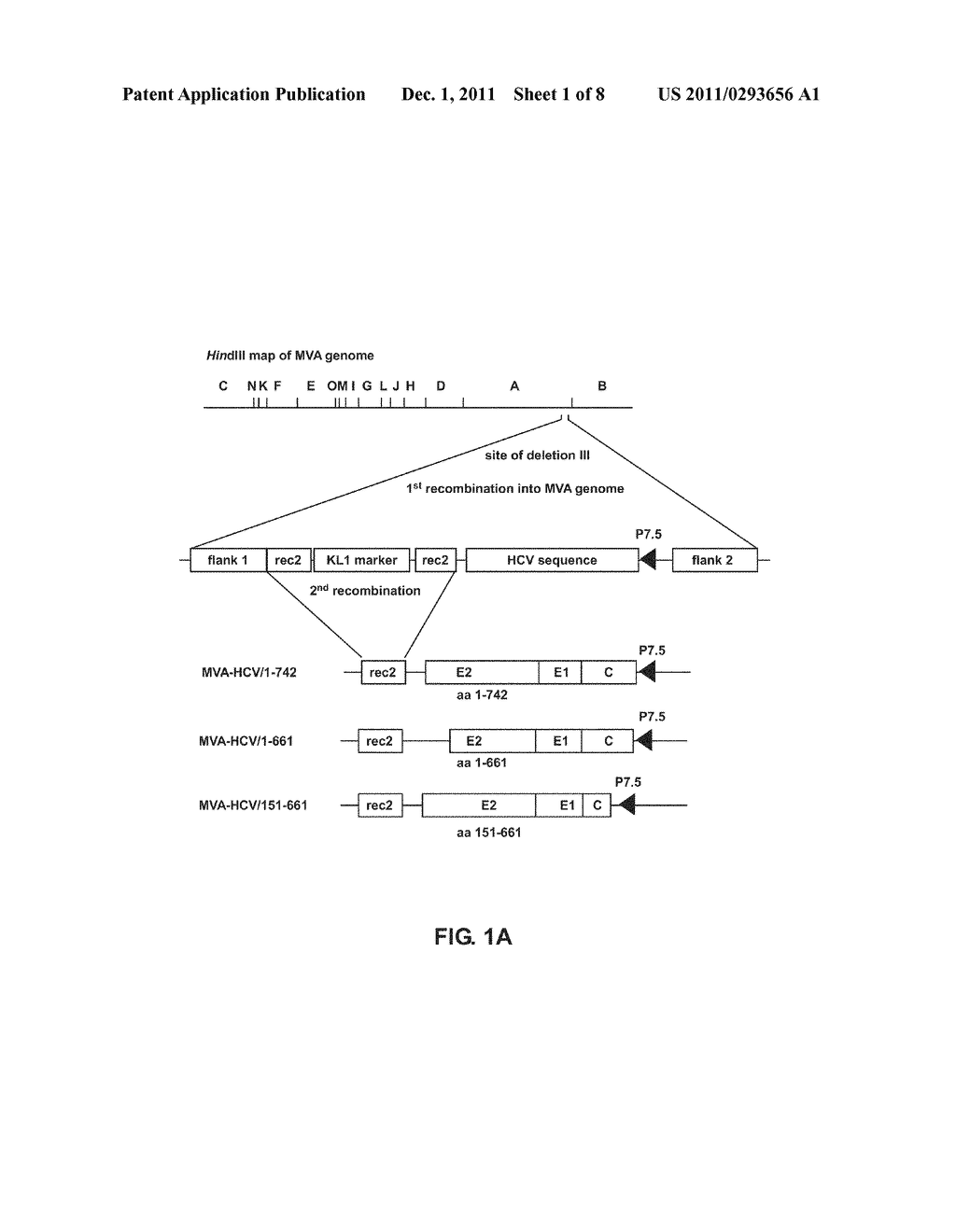 RECOMBINANT MVA CAPABLE OF EXPRESSING STRUCTURAL HCV ANTIGENS - diagram, schematic, and image 02