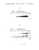 RECOMBINANT MVA CAPABLE OF EXPRESSING STRUCTURAL HCV ANTIGENS diagram and image