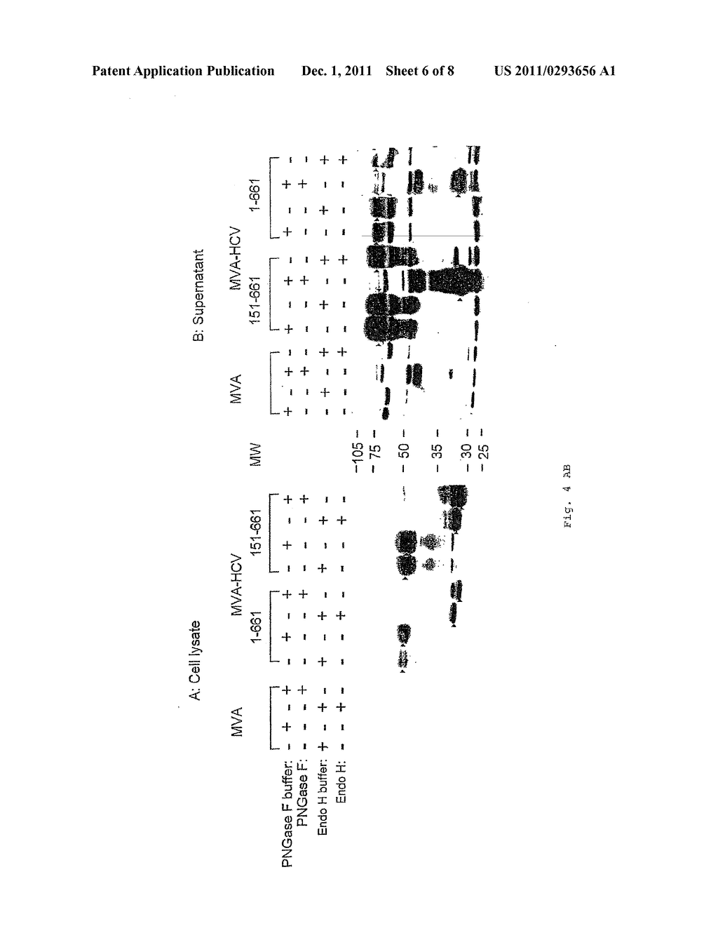 RECOMBINANT MVA CAPABLE OF EXPRESSING STRUCTURAL HCV ANTIGENS - diagram, schematic, and image 07