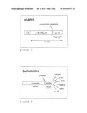 USE OF THE CATHELICIDIN LL-37 AND DERIVATIVES THEREOF FOR WOUND HEALING diagram and image