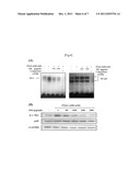 ANTICANCER COMPOSITION CONTAINING HERBAL EXTRACT diagram and image