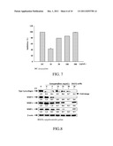 METHOD FOR ANTI-OXIDATION, INHIBITING ACTIVITY AND/OR EXPRESSION OF MATRIX     METALLOPROTEINASE, AND/OR PROMOTING EXPRESSION OF COLLAGEN USING IXORA     PARVIFLORA LEAF EXTRACT diagram and image