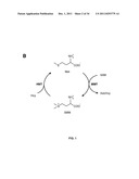 BARLEY AND MALT-DERIVED BEVERAGES WITH LOW DMS LEVEL diagram and image