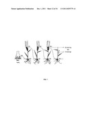 BARLEY AND MALT-DERIVED BEVERAGES WITH LOW DMS LEVEL diagram and image