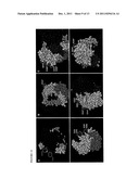 METHODS AND SYSTEMS FOR DIRECT SEQUENCING OF SINGLE DNA MOLECULES diagram and image