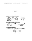 COLORIMETRIC BIOSENSOR WITH ALLOSTERIC DNAZYME ACTIVATION AND ROLLING     CIRCLE SIGNAL AMPLIFICATION diagram and image