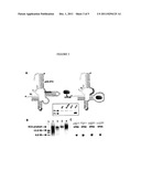 COLORIMETRIC BIOSENSOR WITH ALLOSTERIC DNAZYME ACTIVATION AND ROLLING     CIRCLE SIGNAL AMPLIFICATION diagram and image