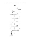 Method for Archiving and Clonal Expansion diagram and image