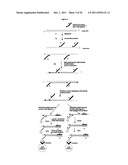 Method for Archiving and Clonal Expansion diagram and image