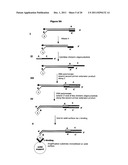 Method for Archiving and Clonal Expansion diagram and image