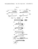 Method for Archiving and Clonal Expansion diagram and image