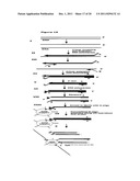 Method for Archiving and Clonal Expansion diagram and image