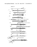 Method for Archiving and Clonal Expansion diagram and image