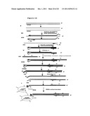 Method for Archiving and Clonal Expansion diagram and image