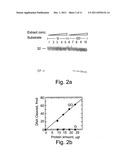 METHODS AND KITS FOR DETERMINING A RISK TO DEVELOP CANCER, FOR EVALUATING     AN EFFECTIVENESS AND DOSAGE OF CANCER THERAPY AND FOR CORRELATING BETWEEN     AN ACTIVITY OF A DNA REPAIR ENZYME AND A CANCER diagram and image