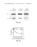 METHODS AND KITS FOR DETERMINING A RISK TO DEVELOP CANCER, FOR EVALUATING     AN EFFECTIVENESS AND DOSAGE OF CANCER THERAPY AND FOR CORRELATING BETWEEN     AN ACTIVITY OF A DNA REPAIR ENZYME AND A CANCER diagram and image