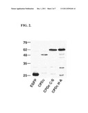 Cysteine Protease Autoprocessing of Fusion Proteins diagram and image