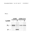 Cysteine Protease Autoprocessing of Fusion Proteins diagram and image