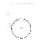 Cysteine Protease Autoprocessing of Fusion Proteins diagram and image