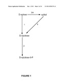 Pentose Fermentation By a Recombinant Microorganism diagram and image