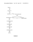 Pentose Fermentation By a Recombinant Microorganism diagram and image